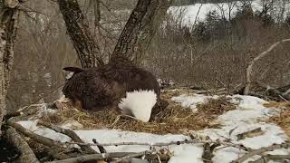 Decorah Eagles Mom taking over and DM2 defending his territory 03 06 2019