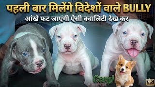 वदश वल American Bully In India Import Line Royal Blue Eyes Corgi Puppies For Sale