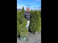 Tiny Tower® Arborvitae: A Slim Evergreen for Tight Garden Spaces 🌲