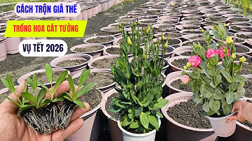 Hướng dẫn trộn giá thể trồng hoa cát tường cho vụ Tết 2026