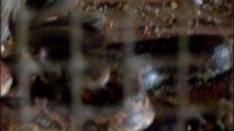 Snake eating a chicken