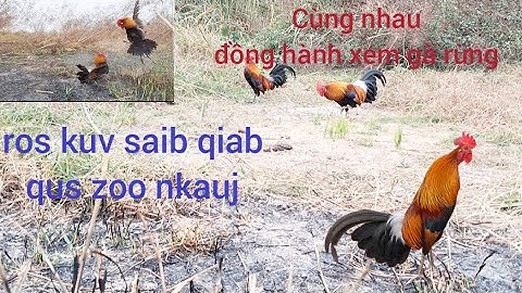 Gà rừng fx tơ gáy giọng rừng cực phê. Qiab qus zoo nkauj qua zoo. Hlau wild chickens youtube