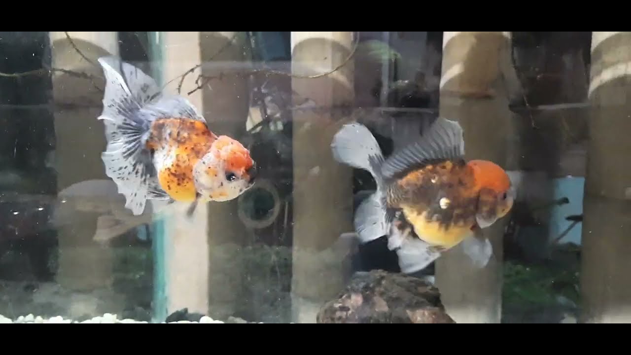 CALICO ORANDA (male and female) YouTube