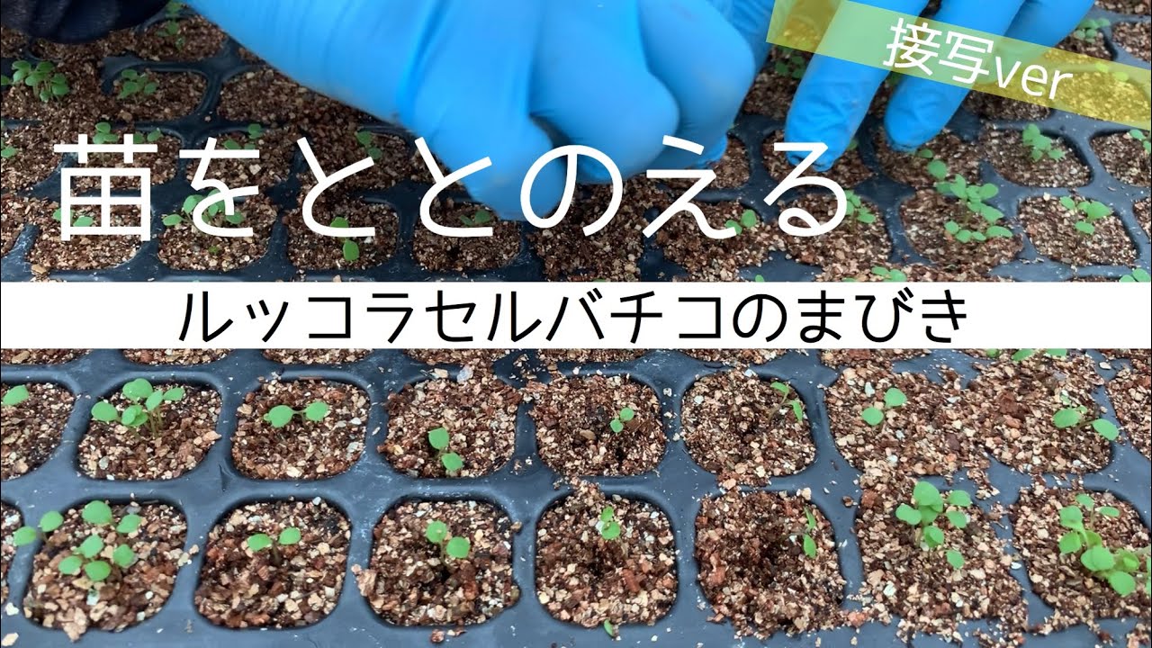 雨天農のすすめ ルッコラセルバチコのまびき 接写ver Rucola Selvatico 育苗 Youtube 雨天農のすすめ ルッコラセルバチコのまびき 接写ver Rucola Selvatico 育苗 Youtube