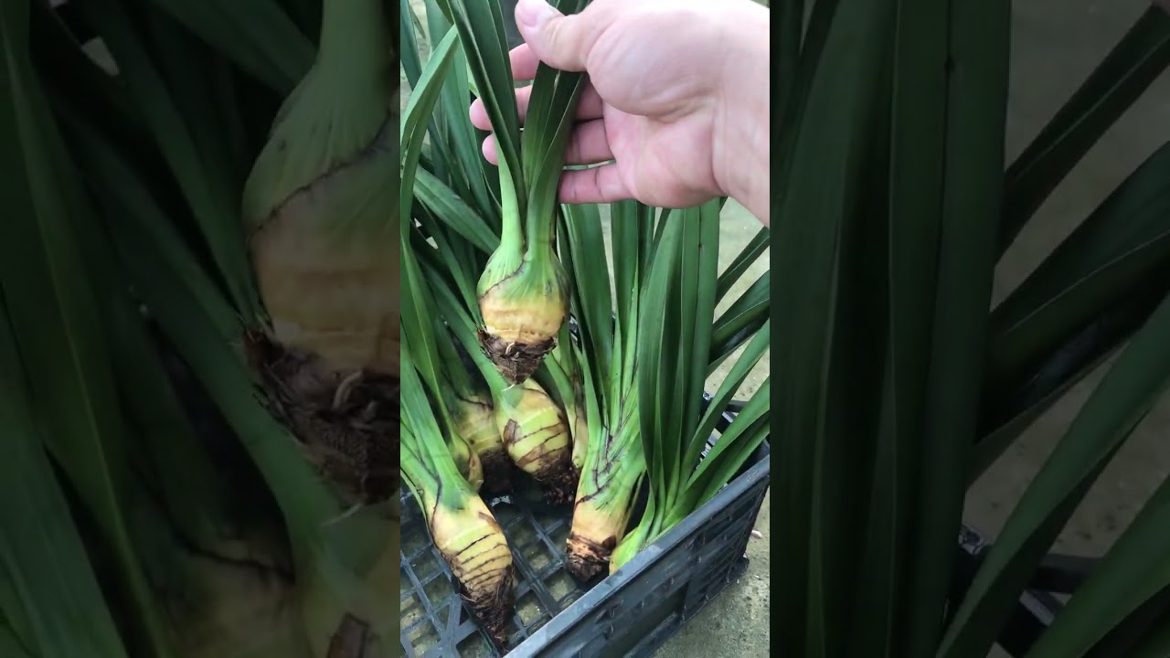 Cách lan sato ra hoa