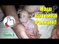 Наш котейка Рыжик! Часть 3 #Shorts