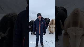 Watch Us Move a Yak With a Helicopter Drone!