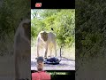 #wildlife #animals #wildanimals #youtube #predatorsclash #animalkingdom #viralshort #natureshowdown