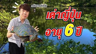 สมาชิกใหม่เต่าญี่ปุ่นอายุ 6 ปี พร้อมรีวิวที่อาบแดดเต่า