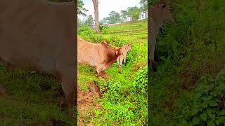😈😱Cow reaction video #deshi #comedy #bihar #power#vide