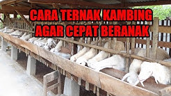 CARA TERNAK KAMBING AGAR CEPAT BERANAK - Durasi: 6.13. 