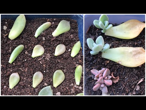 CARA BUDIDAYA SUKULEN DENGAN STEK DAUN - EASY SUCCULENT PROPAGATE 4K