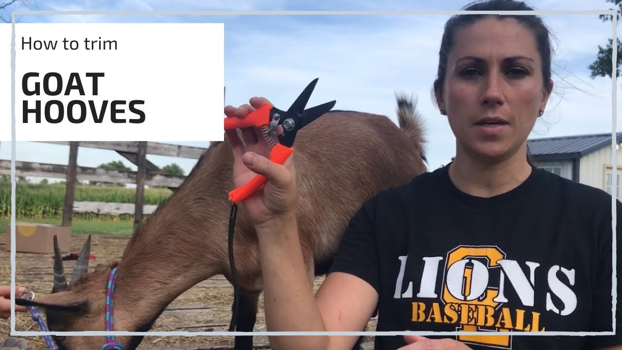 HOW TO TRIM GOAT HOOVES YouTube