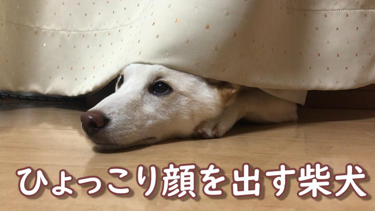 カーテンから可愛くひょっこり顔を出して眺める柴犬 面白い柴犬 Youtube