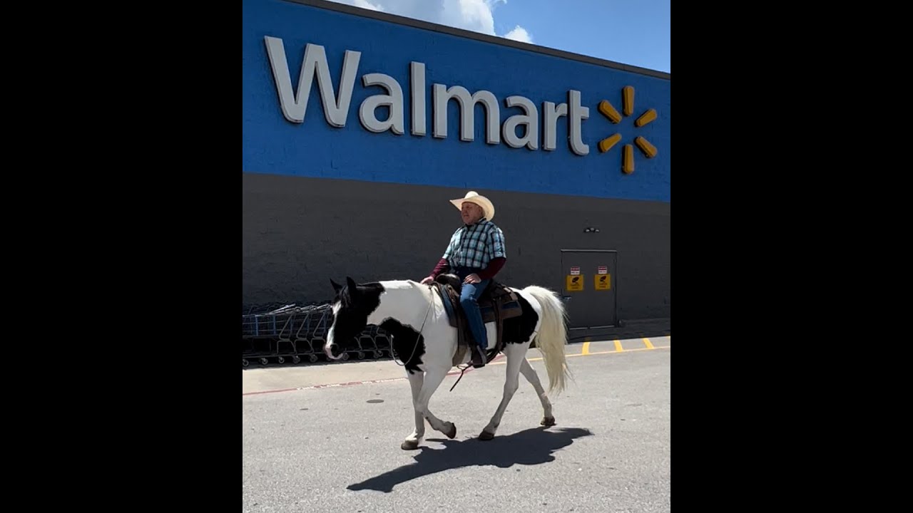 Missouri Foxtrotter For Sale