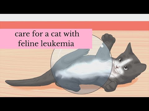 Video: Ako pohladkať mačiatko: 14 krokov (s obrázkami)