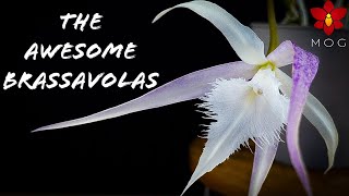 About Brassavola Orchids - Collection & Care Tips