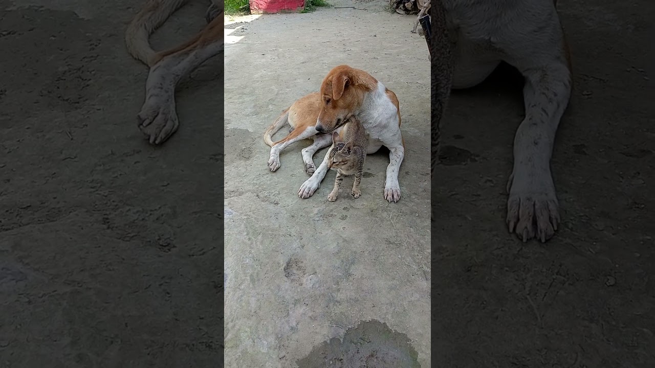 dog 🐕🐕 loves cats