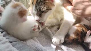 DO YOU WONDER WHY CATS BITE&LICK? WATCH TWOWEEKOLD KITTENS LEARN THE ANSWER#kitten#CAT#PETS