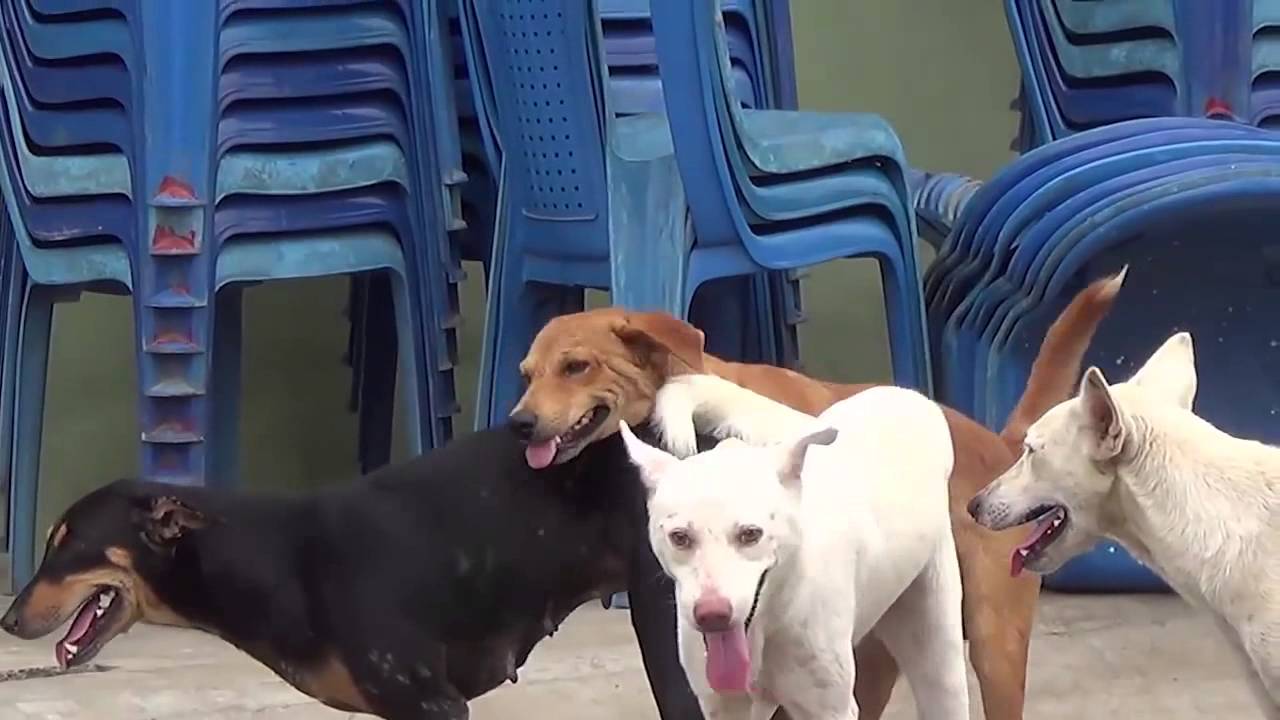 Dog mating two Dogs Video.