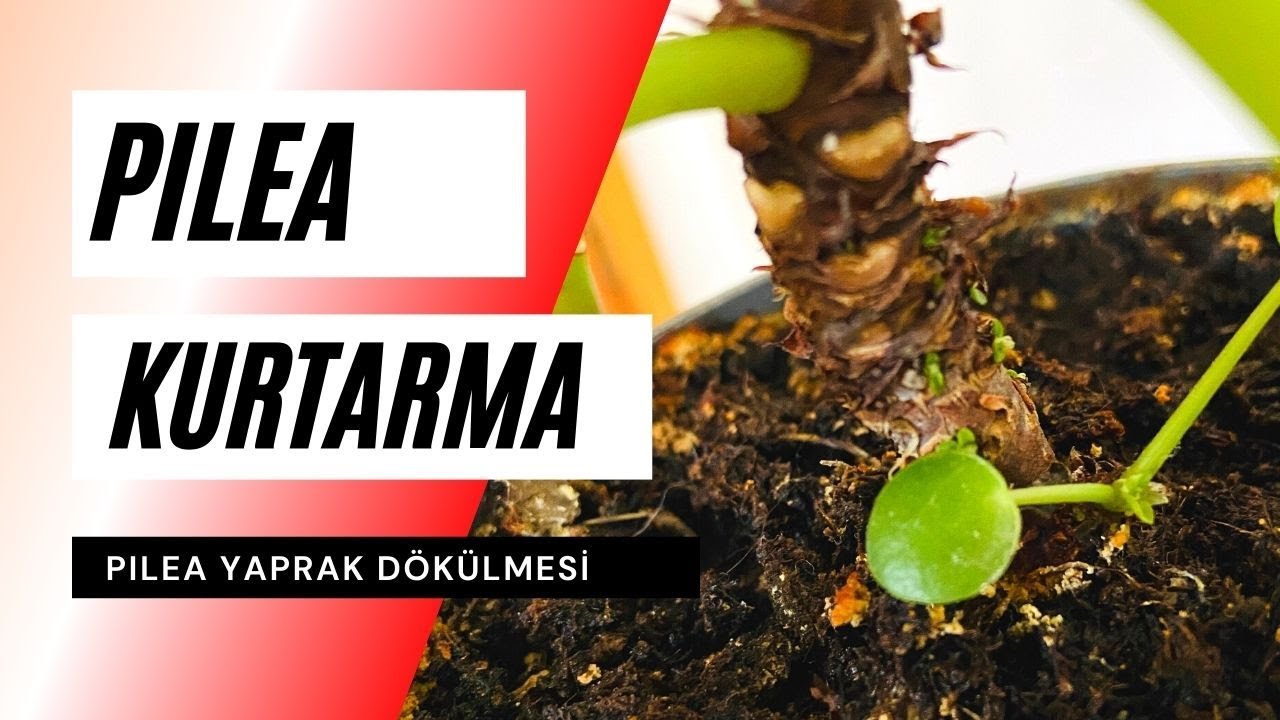 Pilea Yaprak Dökülmesi ve Kararması | Pilea peperomioides Kurtarma
