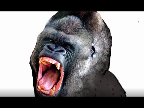 Sam O' Nella gets mauled by Koko