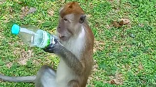Funny monkeys 🐒🙈😁 Penang Malaysia