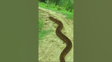 Python in village life 🐍 ajgar saap wala short video #python #shorts #snake