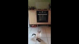 ボールをよけない猫