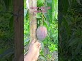 #King off#Chaka path#mango #plant #nusrat #nursery #contact (8777547814/9153307436