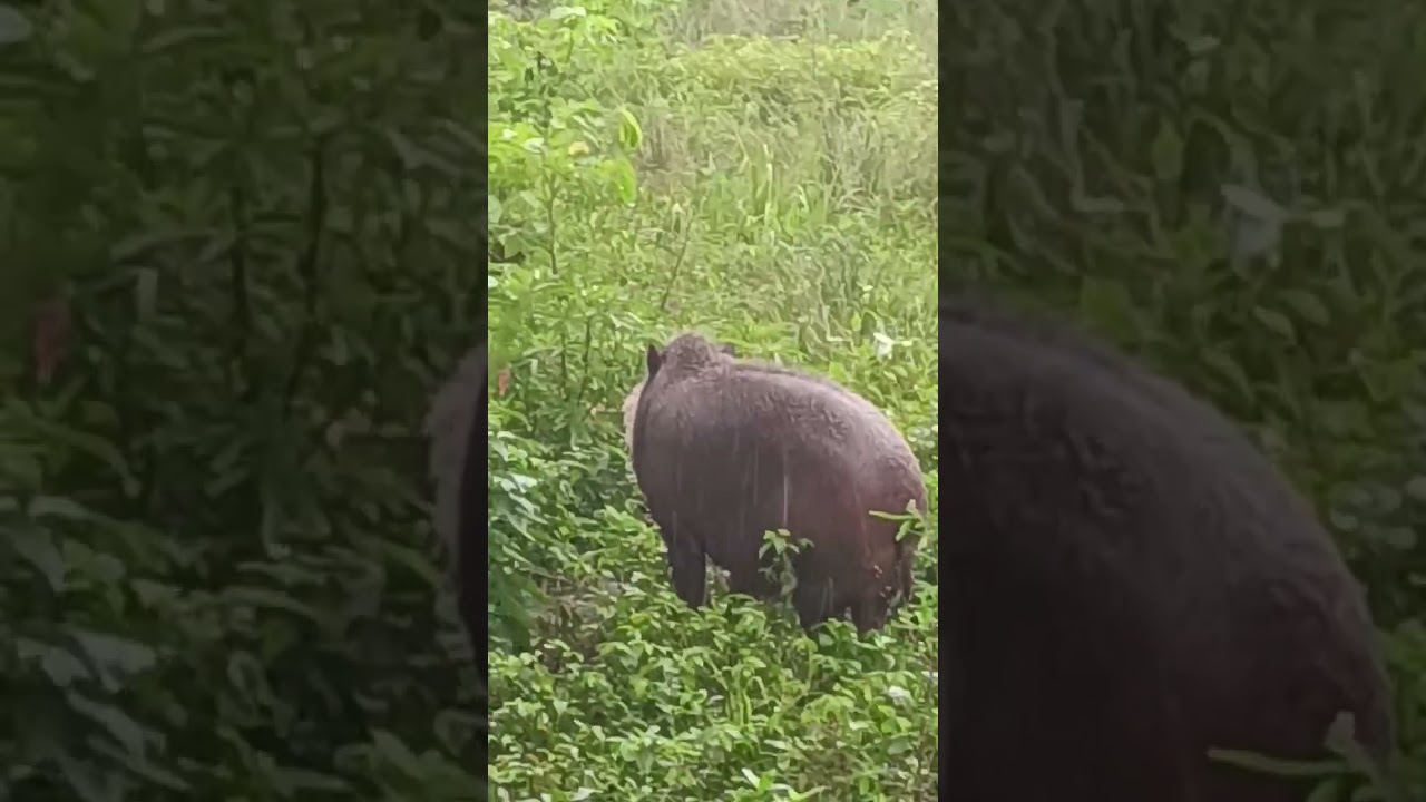 Palawan Bearded Pig in the rain