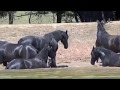 Gramayre Friesian horses playing in the dam.. FriesianHorse.com.au