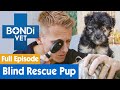 Traumatised Rescue Puppy Is Going Blind | FULL EPISODE | E12 | Bondi Vet