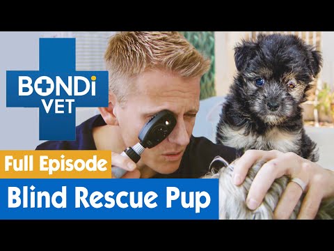 Video: Pet Scoop: Tim Dokter Hewan Darurat Dikirim di Texas, Tessa the Blind Dog Mendapat 