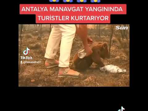 Antalya ateş yangın hayvanlar yanıyor