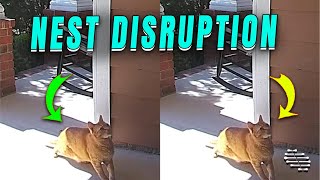 Cat Dirupts Bird Nest on Door Hanger Then Catch a Bird