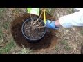 Planting blueberry bushes can be complicated  how to plant blueberries