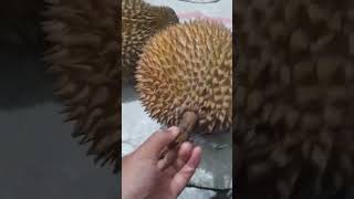 #feedshorts #janganlupasubscribe #mukbang. durian