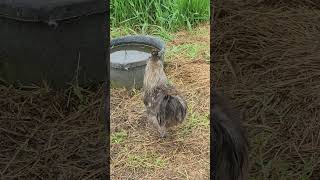 When a chicken protects the water container. #shorts
