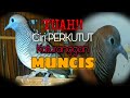 Download Lagu Ciri Perkutut Katuranggan MUNCIS - Lokal Alam Asli