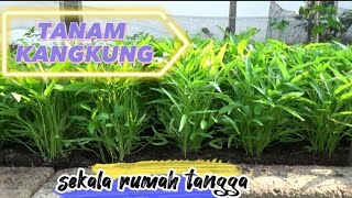 IDE MENANAM KANGKUNG RUMAHAN, SUBUR DAN CEPAT PANEN