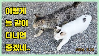 둘이서 나란히 나란히~~ Loving a cat...❤ Cat Video..