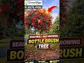 Bottle Brush Plant | Callistemon Tree Care | Red Flower Garden Plant 🌺