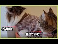 【ミヌエット】4歳半のモフ猫ちゃんの服を5か月のミヌエットに着せてみたらこうなった
