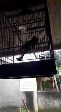 Srigunting awar awar