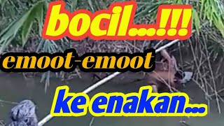 PENAMPAKAN BOCIL BERKEMBANG BIAK DI PINGGIR SUNGAI