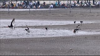 Серый день на сером побережье. Птицы. / Gray day, gray coast, gray birds.