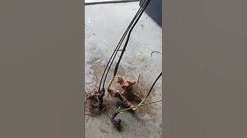 #sâm_ngọc_linh_rừng @All 3 củ sâm rừng 900gam dài cong  cực đẹp giá 62tr  #sâm_ngọc_linh_rừng