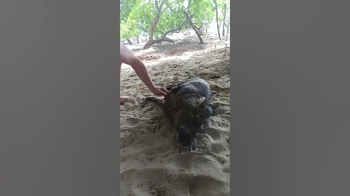 Wild 🐷 likes belly rubs