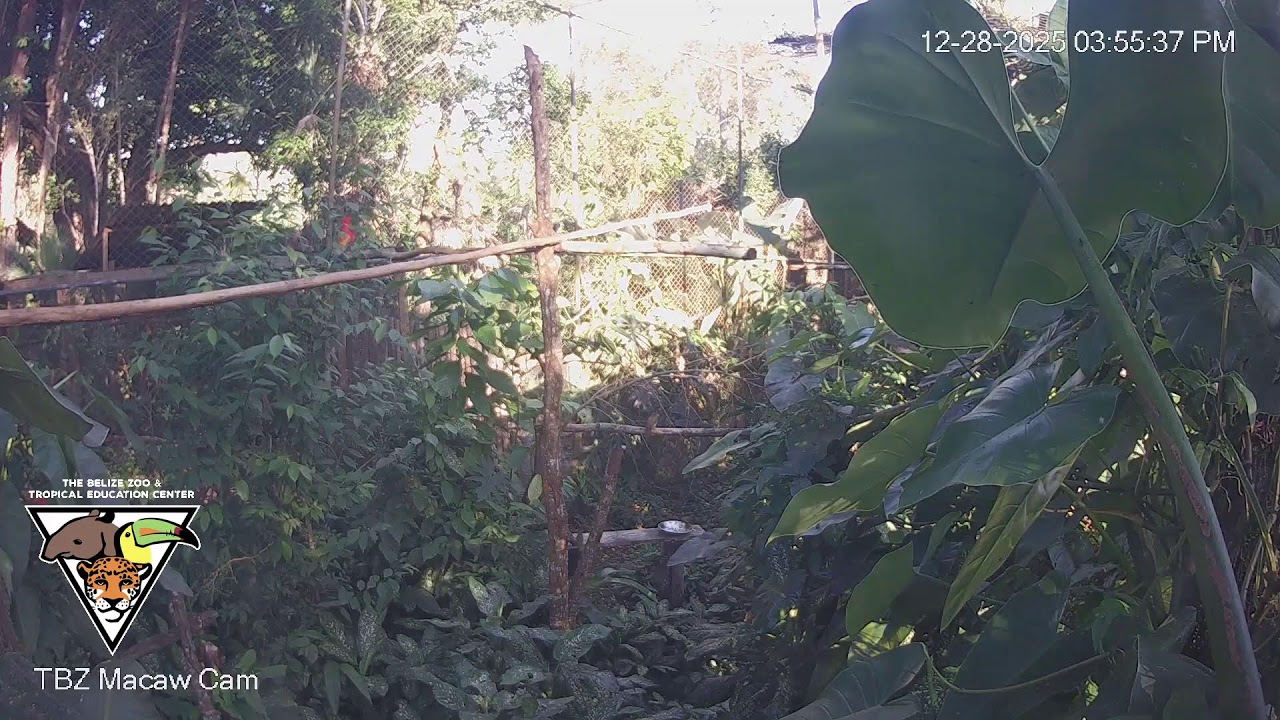 The Belize Zoo Live Cam